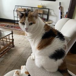 Lost Female Cat last seen O’Meara Dr. and Nenana Dr. , Houston, TX 77035