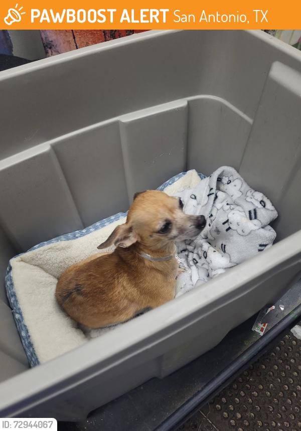 Found/Stray Female Dog last seen Timber path, San Antonio, TX 78250