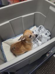 Found/Stray Female Dog last seen Timber path, San Antonio, TX 78250