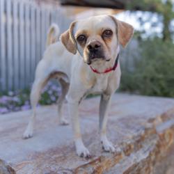 Shelter Stray Male Dog last seen , Palm Springs, CA 92264