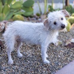 Shelter Stray Male Dog last seen , Palm Springs, CA 92264