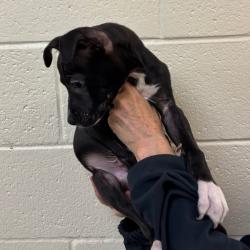 Shelter Stray Male Dog last seen , Memphis, TN 38133