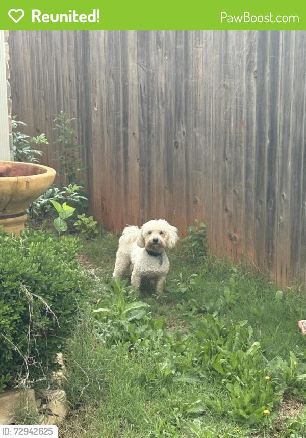 Reunited Male Dog last seen Rose Creek Country Club, Edmond, OK 73012