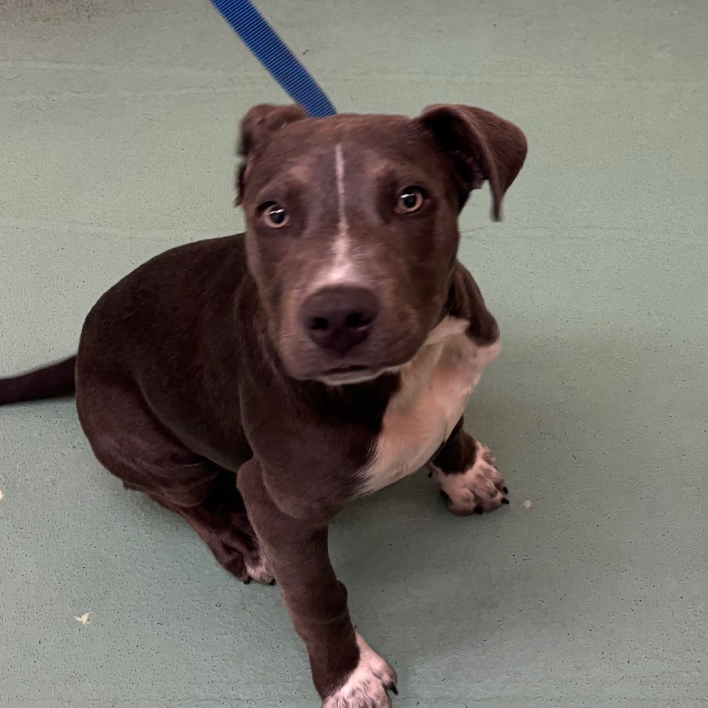 Shelter Stray Male Dog last seen , Memphis, TN 38133
