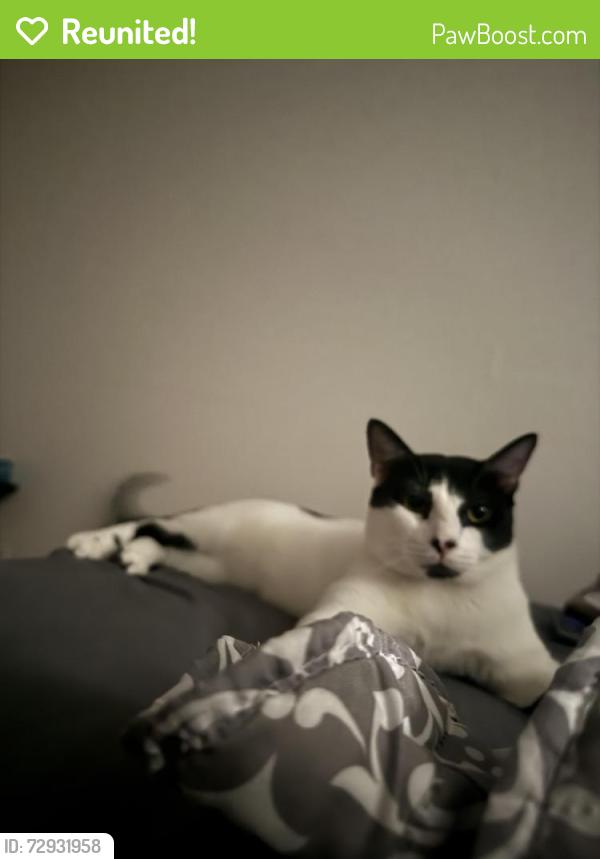 Reunited Male Cat last seen E San Augustine and Center Street , Deer Park, TX 77536
