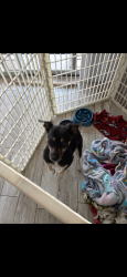 Reunited Female Dog last seen Avondale rancho Santa Fe and McDowell , Phoenix, AZ 85035