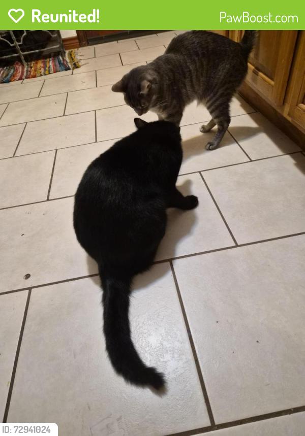 Reunited Male Cat last seen Tarpon Ave (Fish Village), Galveston, TX 77550