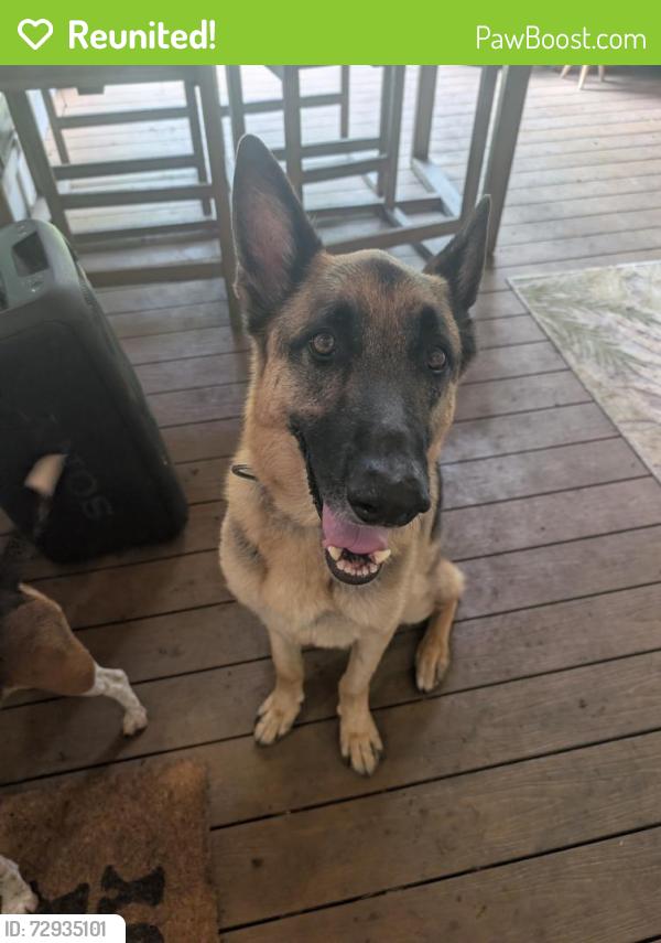 Reunited Male Dog last seen Tollway and Northaven Rd , Dallas, TX 75230