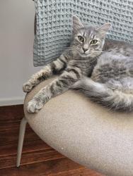 Lost Female Cat last seen Pinecrest drive, Kurwongbah, QLD 4503