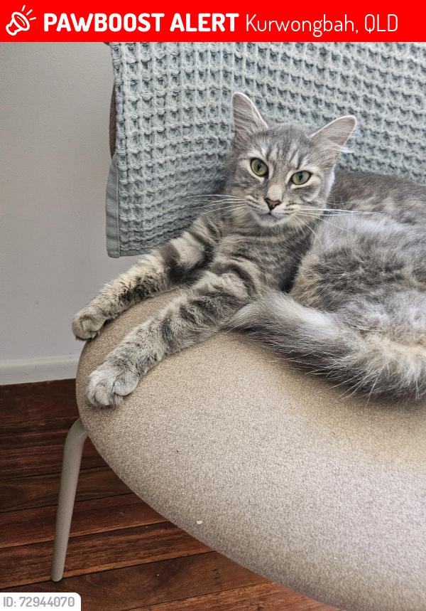Lost Female Cat last seen Pinecrest drive, Kurwongbah, QLD 4503