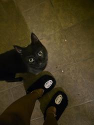 Reunited Male Cat last seen Porter and De Laat Ave SW , Wyoming, MI 49519