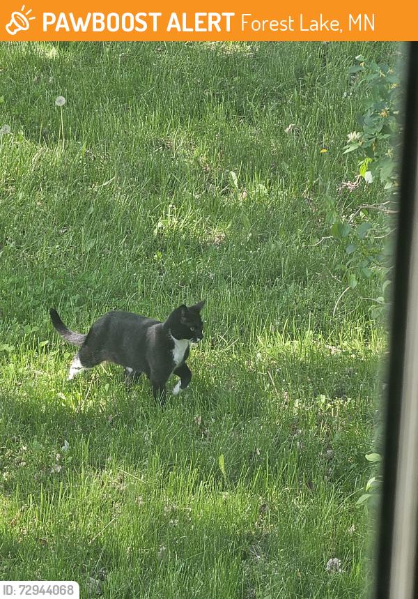 Found/Stray Unknown Cat last seen Potomac, Forest Lake, MN 55025