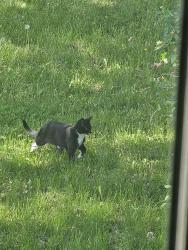 Found/Stray Unknown Cat last seen Potomac, Forest Lake, MN 55025