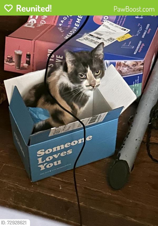 Reunited Female Cat last seen South Davis School, Arlington, TX 76013