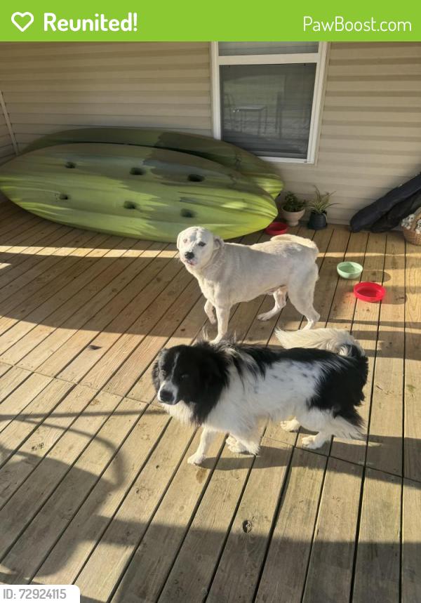 Reunited Male Dog last seen Highway 112 and Highway 37 cross section, Seligman, MO 65745