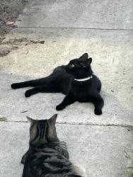 Found/Stray Unknown Cat last seen 29th Way & Shaker Way, West Palm Beach, West Palm Beach, FL 33407