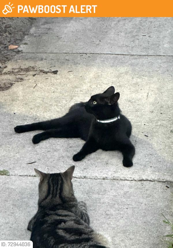 Found/Stray Unknown Cat last seen 29th Way & Shaker Way, West Palm Beach, West Palm Beach, FL 33407