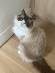 Lost Male Cat last seen Gladiolus Ln & Begonia Ln, Dallas, TX 75233