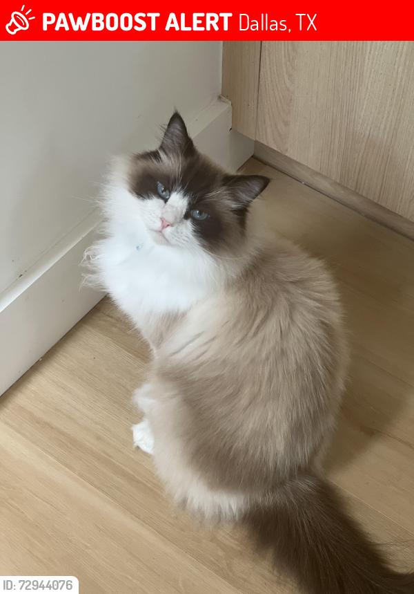 Lost Male Cat last seen Gladiolus Ln & Begonia Ln, Dallas, TX 75233