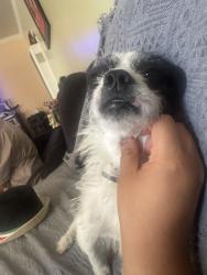 Reunited Male Dog last seen Long Beach blvd & Alondra Blvd, Compton, CA 90221