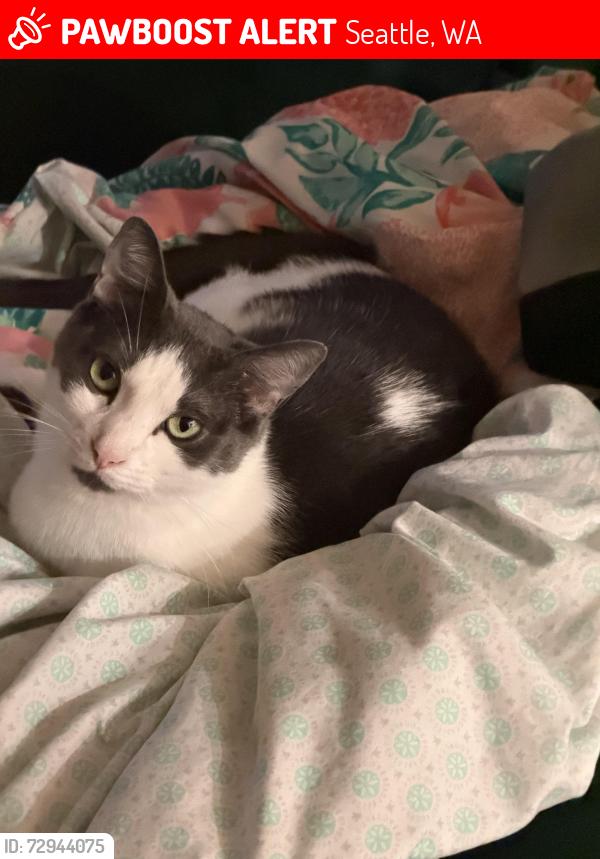 Lost Male Cat last seen NE 52nd St and 30th Ave NE, Seattle, WA 98105