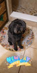 Lost Male Dog last seen Kensington Dr and West Colonial Dr , Orlando, FL 32808