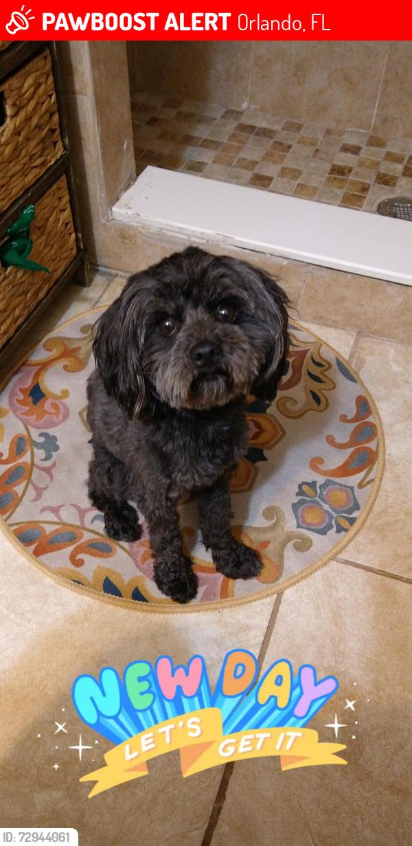 Lost Male Dog last seen Kensington Dr and West Colonial Dr, Orlando, FL 32808