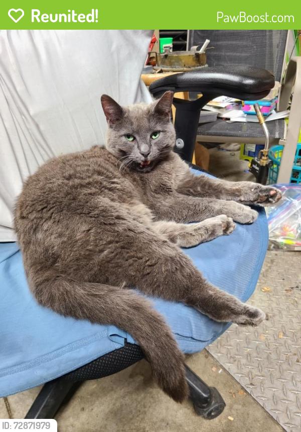 Reunited Male Cat last seen Coolidge and Kipling, Oak Park, MI 48237