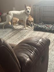 Reunited Female Dog last seen Near Valle Alto Dr NE , Rio Rancho, NM 87124