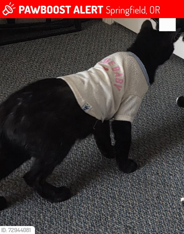 Lost Male Cat last seen Main Street, Aster street, S 63rd street, Springfield, OR 97478