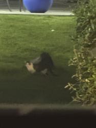 Found/Stray Unknown Cat last seen At Taco Bell on port royal road , Spring Hill, TN 37174