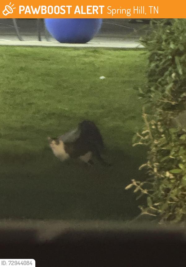 Found/Stray Unknown Cat last seen At Taco Bell on port royal road , Spring Hill, TN 37174