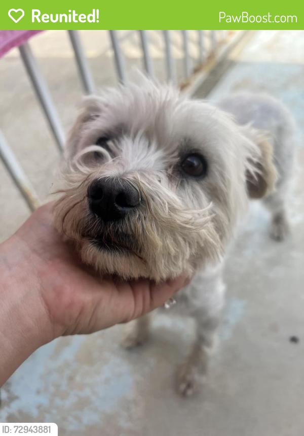 Reunited Female Dog last seen Vineyard boulevard , Rancho Cucamonga, CA 91730