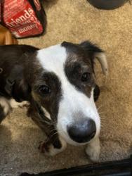 Reunited Female Dog last seen Dollar general on university, west of wood lake commercial park, neighborhood on west side of lipscomb across from ball park, Melbourne, FL 32901
