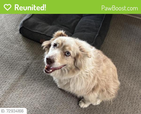 Reunited Male Dog last seen Cedar & Franklin St.- may have been seen on Alvarado St. , Monterey, CA 93940