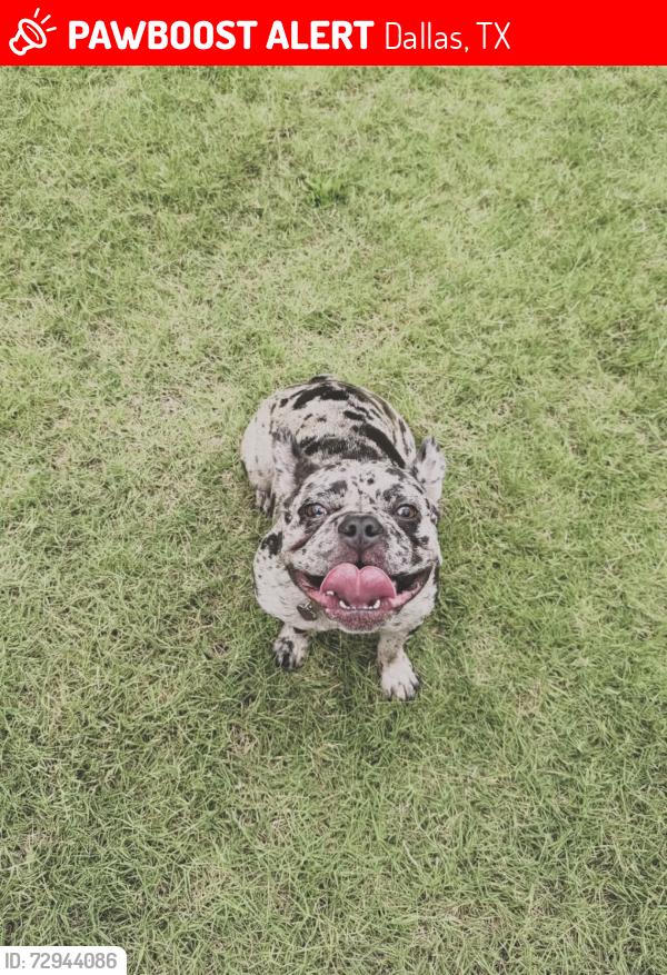 Lost Female Dog last seen Victoria Row s, Dallas, TX 75215