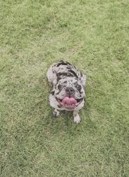 Lost Female Dog last seen Victoria Row s, Dallas, TX 75215