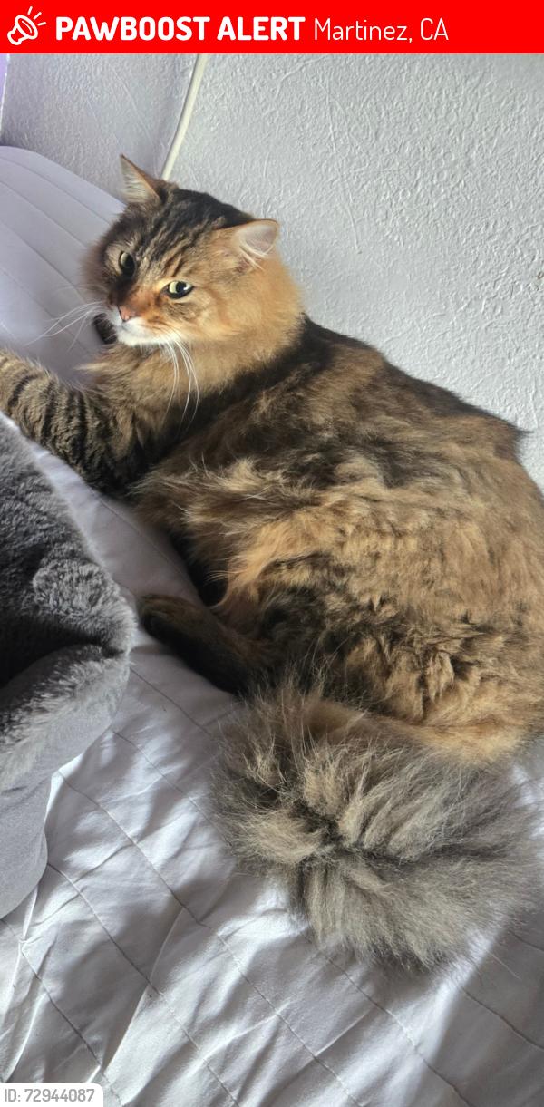 Lost Male Cat last seen Estudillo, Martinez, CA 94553
