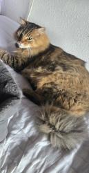 Lost Male Cat last seen Estudillo, Martinez, CA 94553