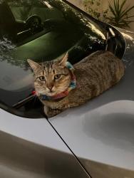 Reunited Male Cat last seen Sam Hughes Elementary Scool, Tucson, AZ 85719