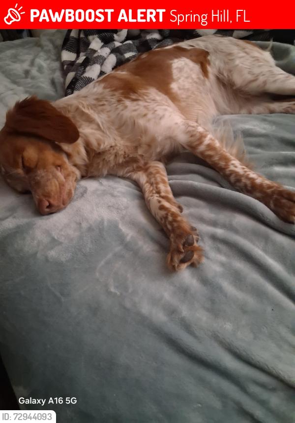 Lost Female Dog last seen Steven's , Spring Hill, FL 34606