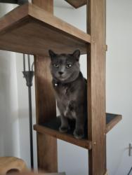 Reunited Male Cat last seen Wiegand and Lawrence , Center Line, MI 48015