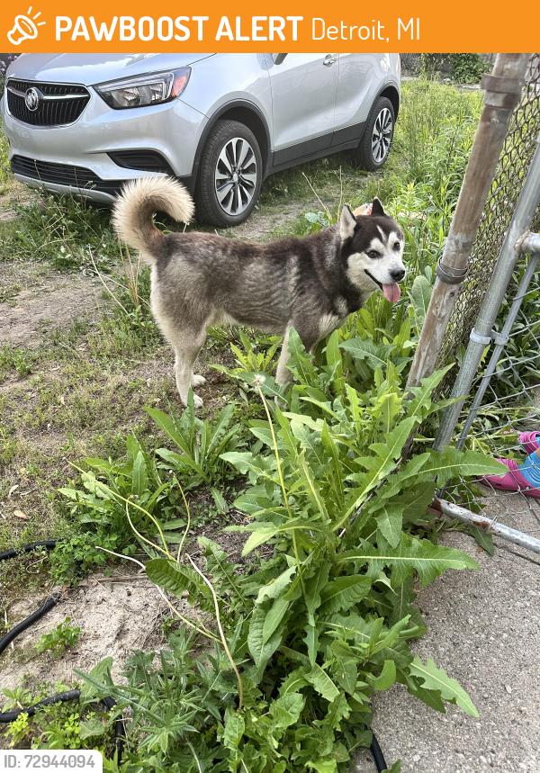 Found/Stray Male Dog last seen Dexter St, Detroit, MI 48204