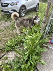 Found/Stray Male Dog last seen Dexter St, Detroit, MI 48204