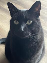Reunited Male Cat last seen Northline apmts / roundabout near Parkfield Ct. near Ahnapee Brewery , Suamico, WI 54173