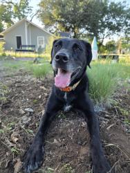 Found/Stray Female Dog last seen Craig St. & Milam St., Fort Worth, TX 76112