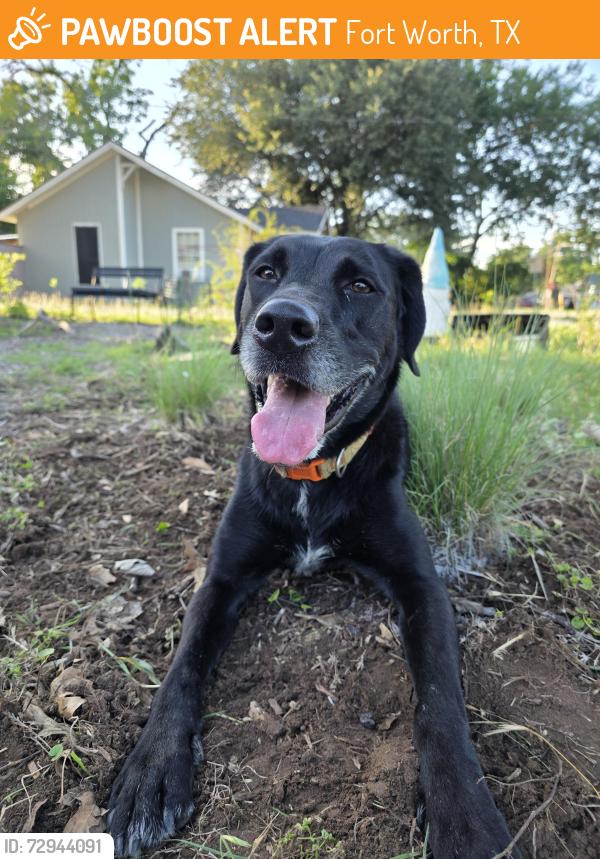 Found/Stray Female Dog last seen Craig St. & Milam St., Fort Worth, TX 76112