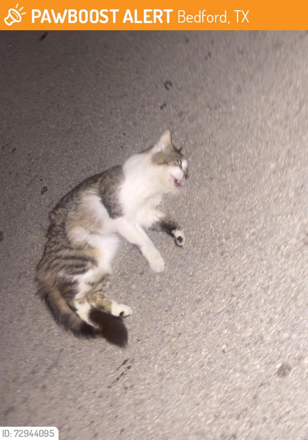 Found/Stray Unknown Cat last seen Close to the Walgreens , Bedford, TX 76021