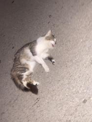Found/Stray Unknown Cat last seen Close to the Walgreens , Bedford, TX 76021