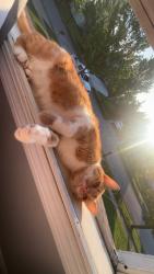 Lost Male Cat last seen Poplar street , Obetz, OH 43207